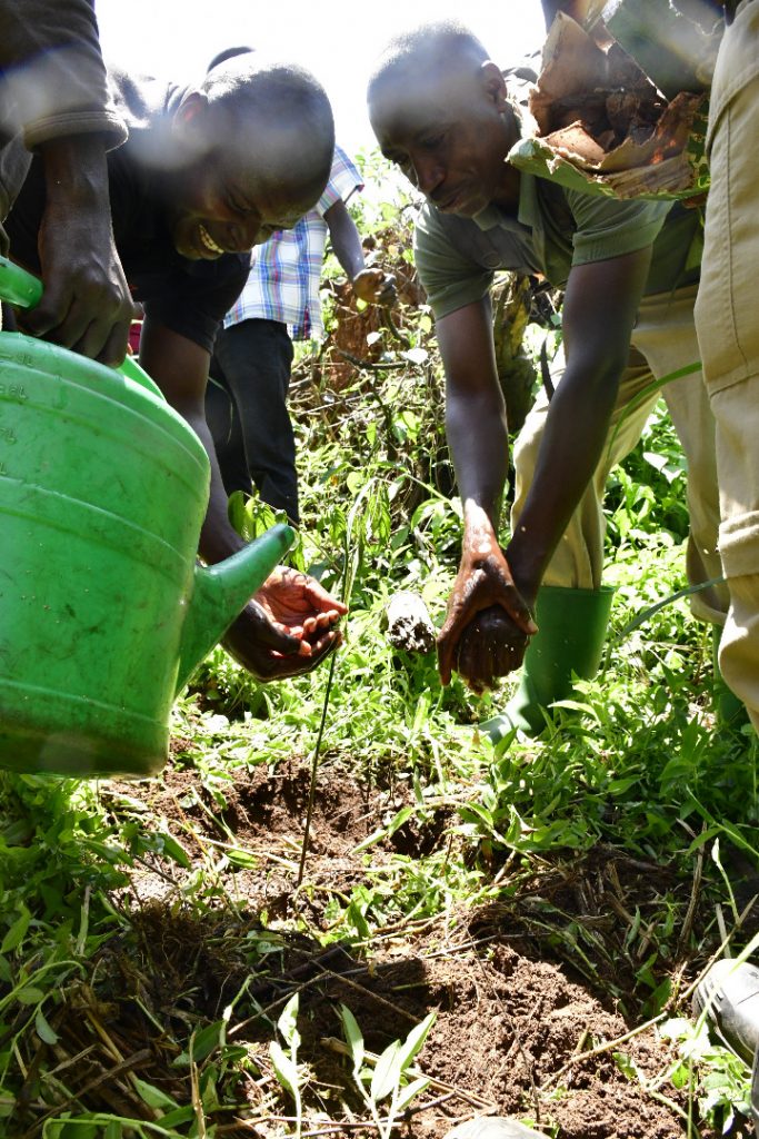Planting trees to increase available habitat 