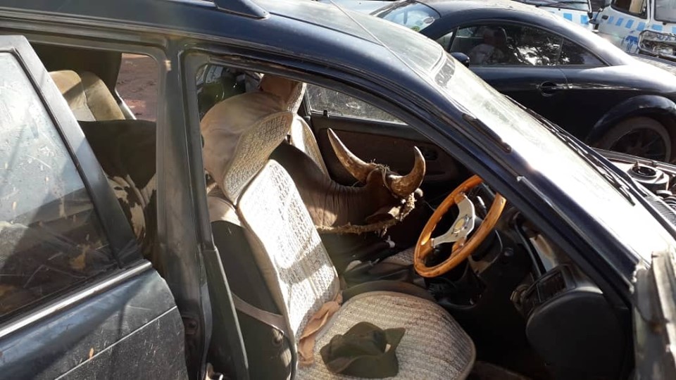 Police intercept thief transporting stolen cow in Caldina car, detain cow as thief takes off