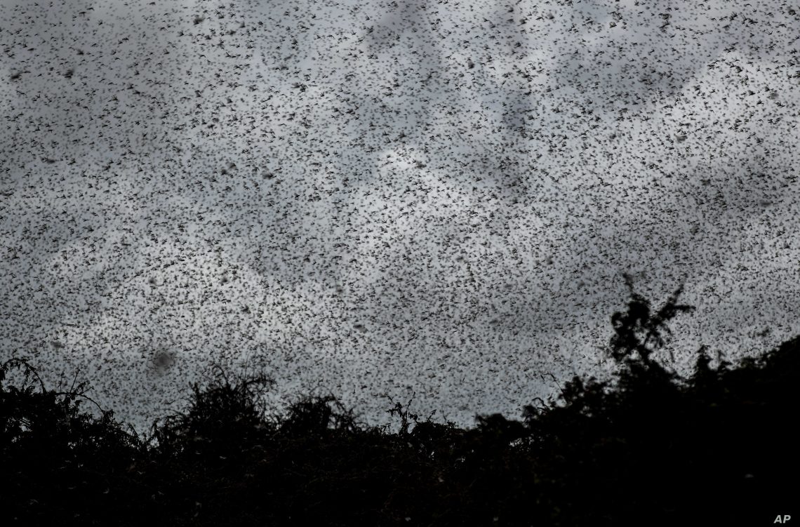 New swarm of locusts invade Uganda, spread to three districts