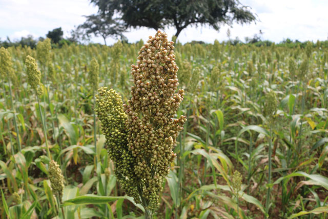 “We have not abandoned you,” Nile Breweries assures sorghum farmers in Teso 