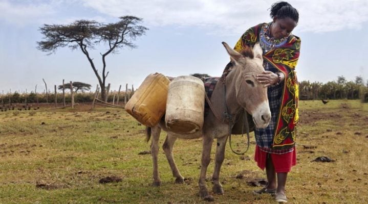 Donkeys: Kenya shuts abattoirs