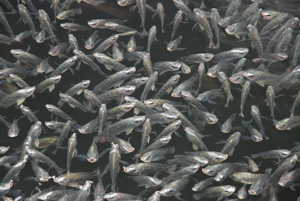 Rwanda bans tilapia fingerling imports out of fears of tilapia lake virus