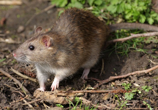 Slum dwellers in Mbale resort to eating rats as Covid-19 lockdown ...