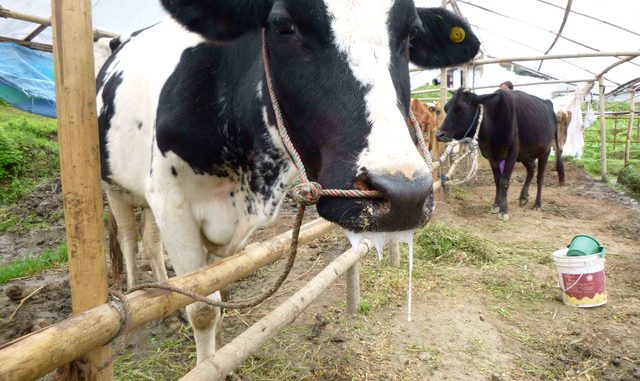 Foot and Mouth disease hits 51 districts, varying number of animals affected