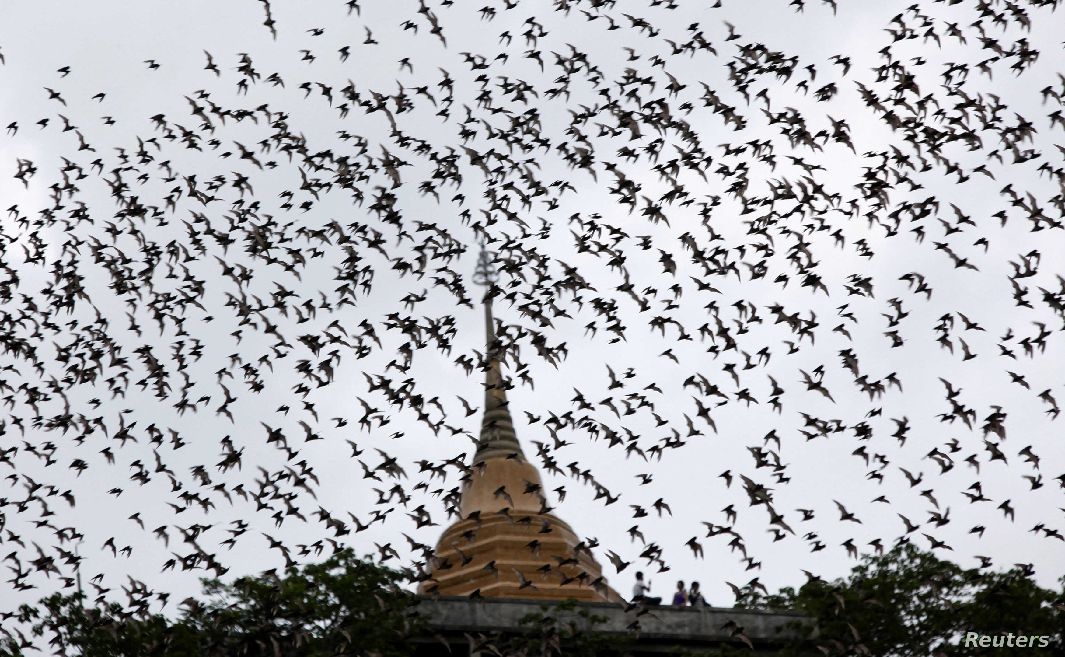 Did Coronavirus come from the Bat Guano trade?
