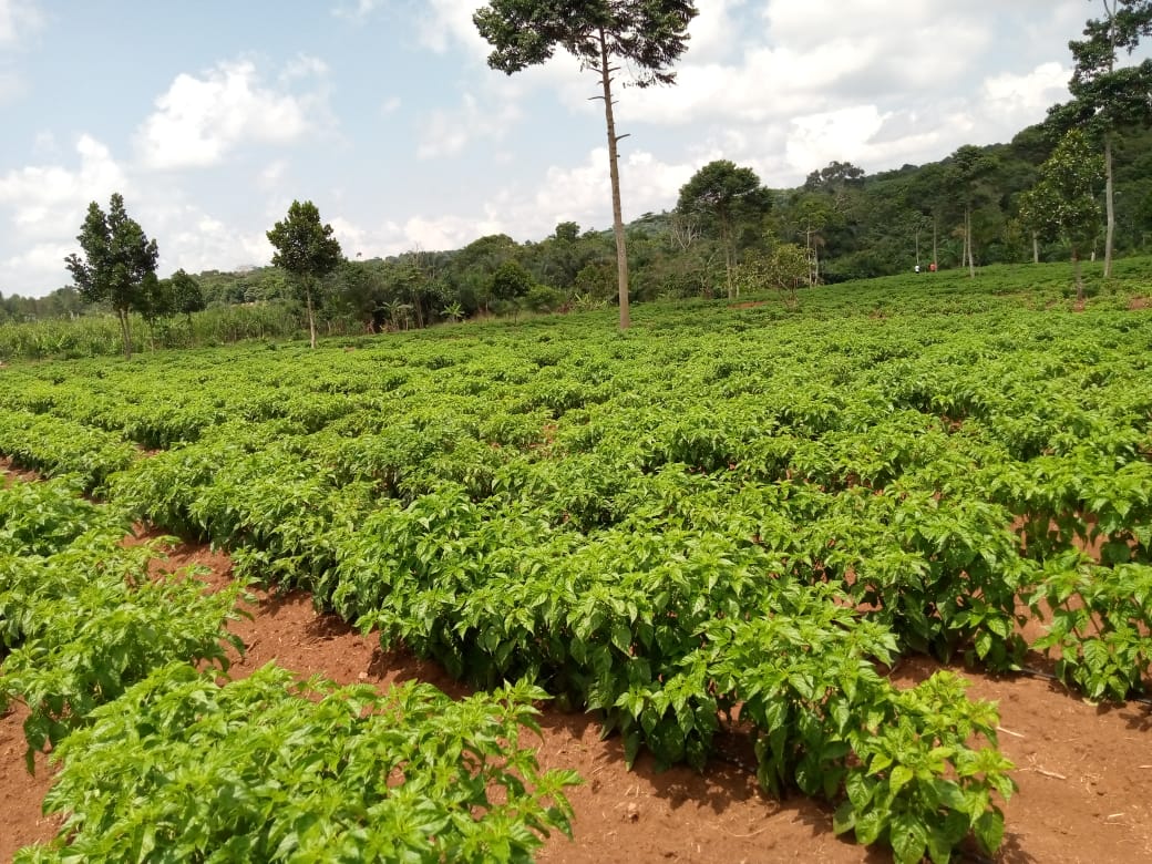 CTI Africa helps farmers in Buikwe export their produce amidst Covid-19