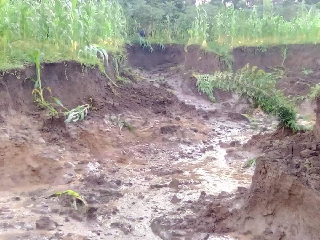 Crops destroyed by landslide (Photo by Rogers Woliama)