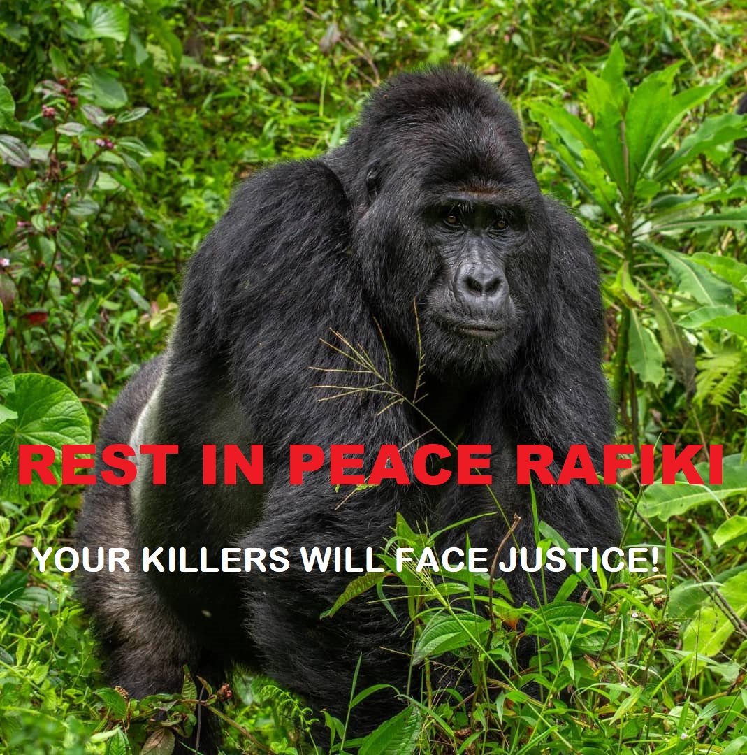 Rafiki mountain gorilla killed