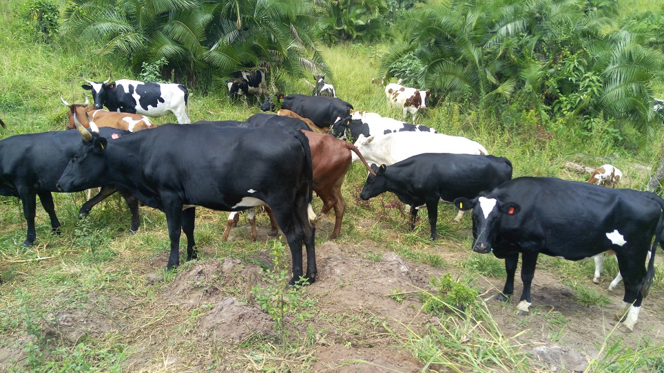 Bududa: Farmers sell heifers given to them by NUSAF