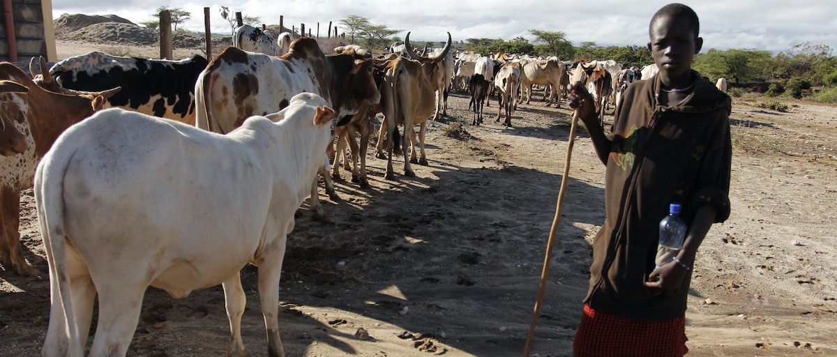 Gov't unveils strategy to combat foot and mouth disease