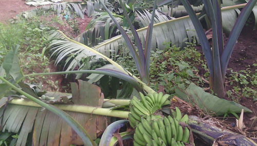 Bududa: Heavy rains leave farmers counting losses