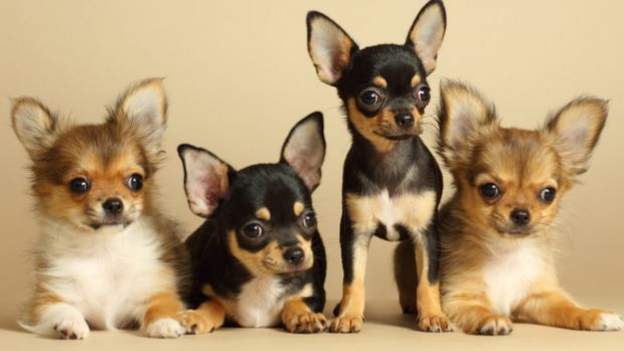 Man charged for selling puppies that don't exist