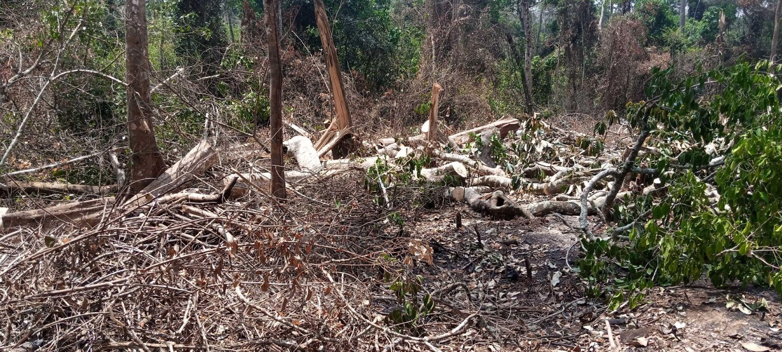 Opinion: Bugoma forest under depletion