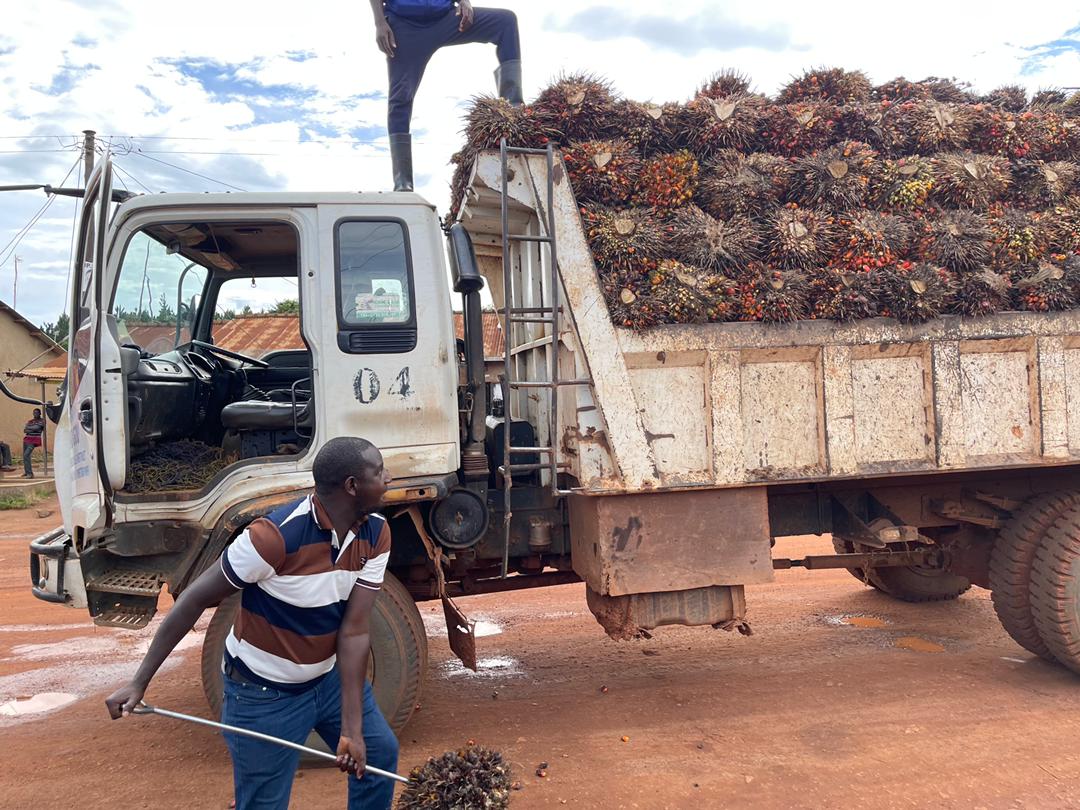 Christmas comes early for oil palm farmers in Kalangala