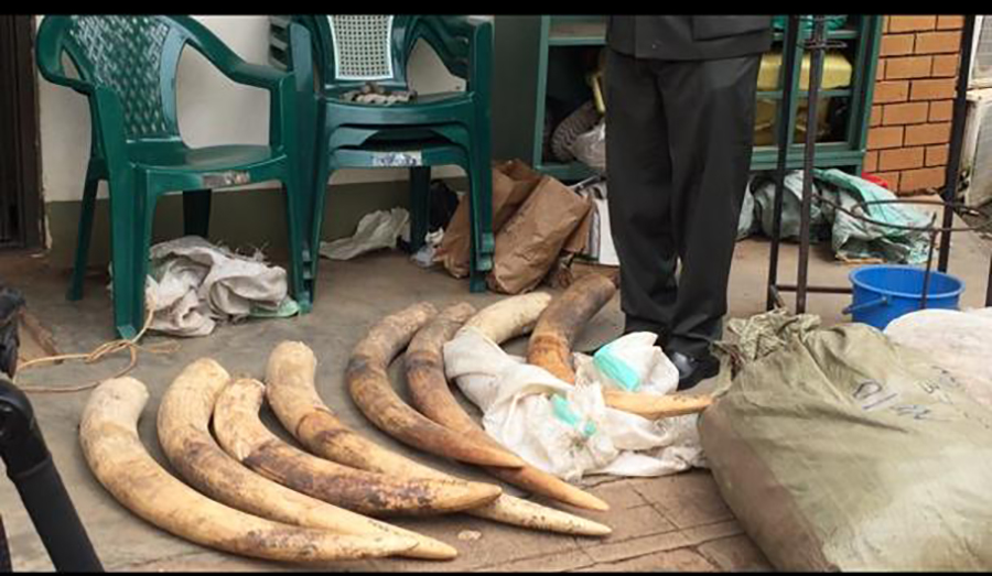 Two arrested over possession of ivory, pangolin scales