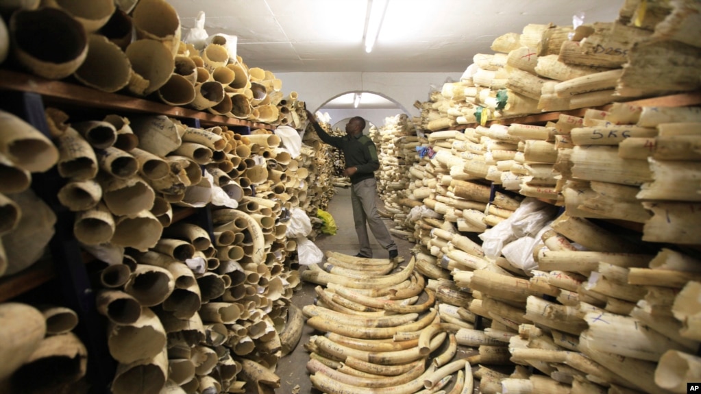 DNA analysis of elephant ivory reveals trafficking networks