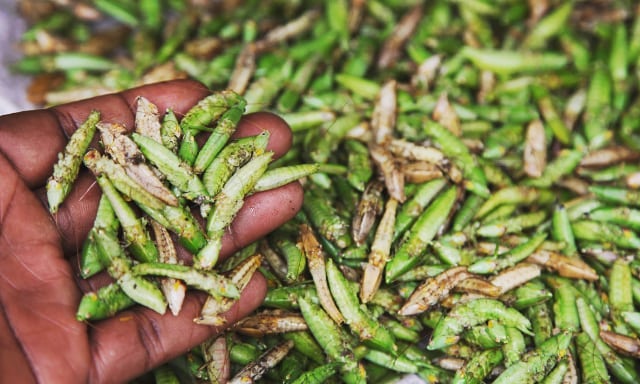 UNBS sets quality standards for selling, eating Nsenene, other edible insects