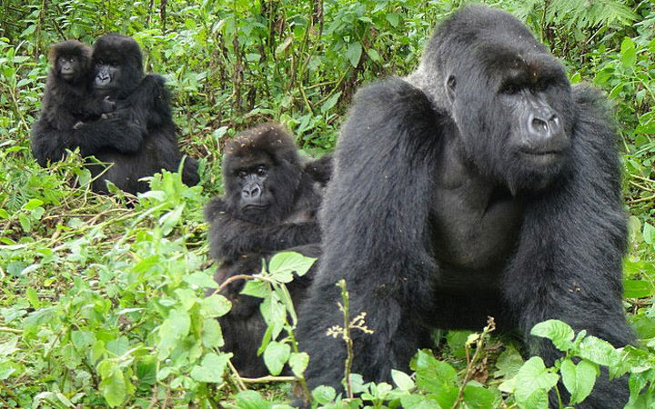 Featured image for Missing Gorilla permit files recovered, investigation back on track