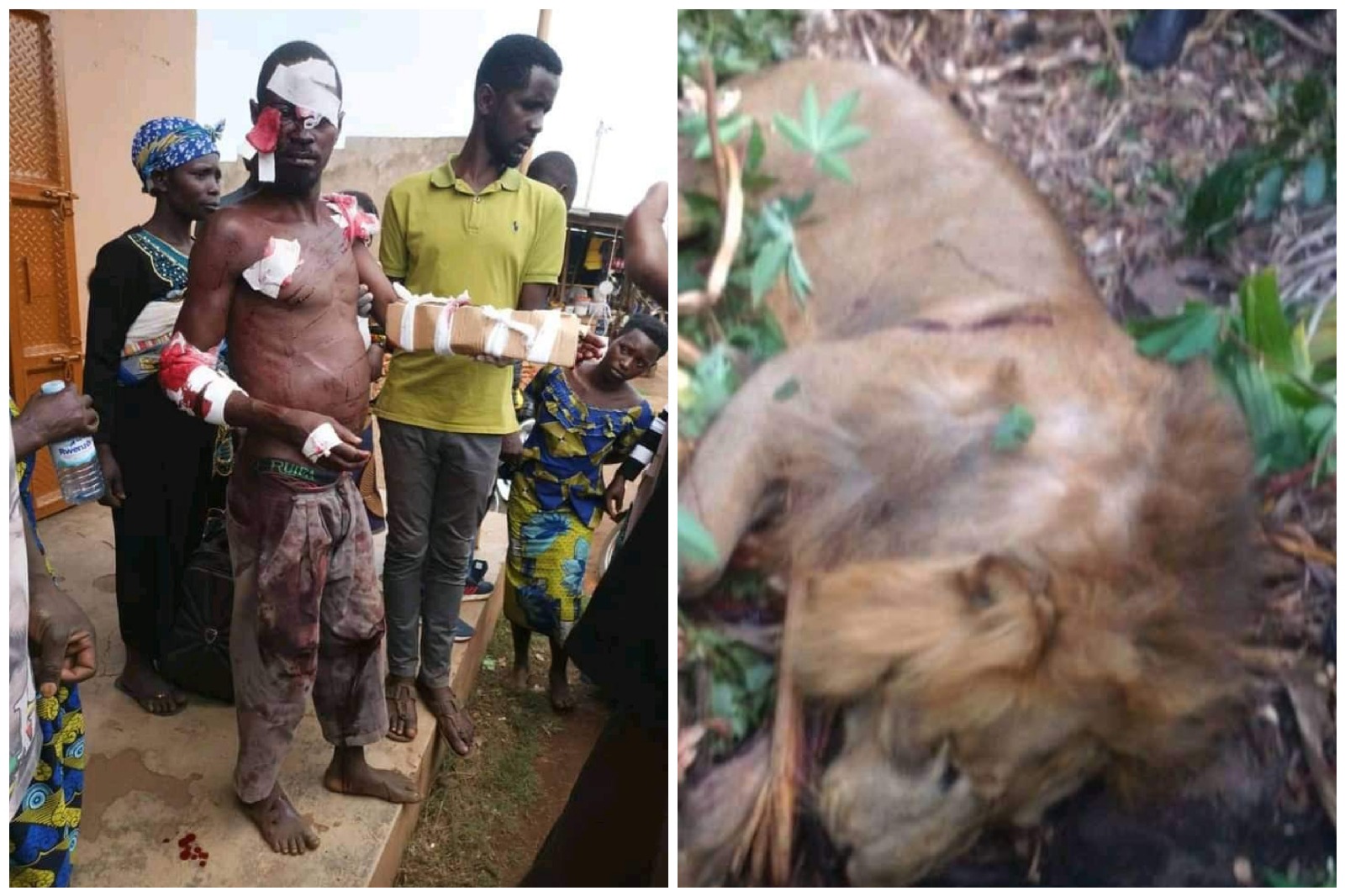 Stray lion shot dead after injuring scores; locals feast on its meat