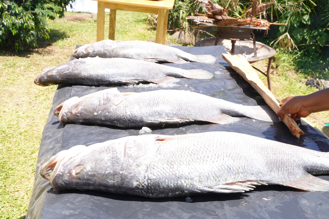 International conference on artisanal fisheries on