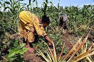 Drought in Kayunga raises fear of possible hunger