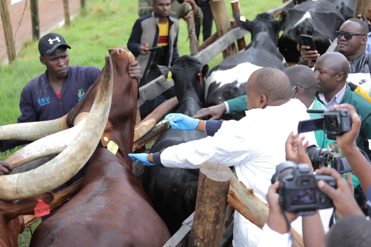 Field trials for Uganda’s anti-tick vaccine start