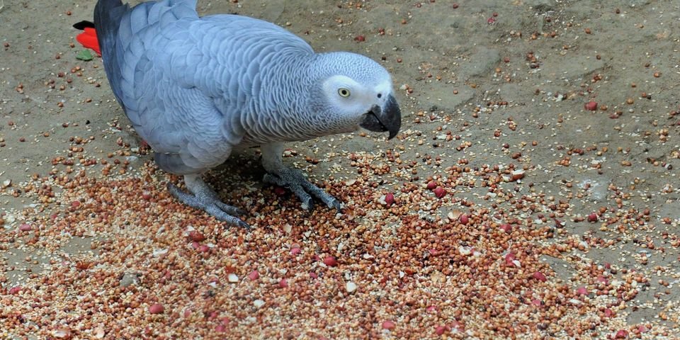 New aviary at Entebbe Zoo to help protect endangered African grey parrots
