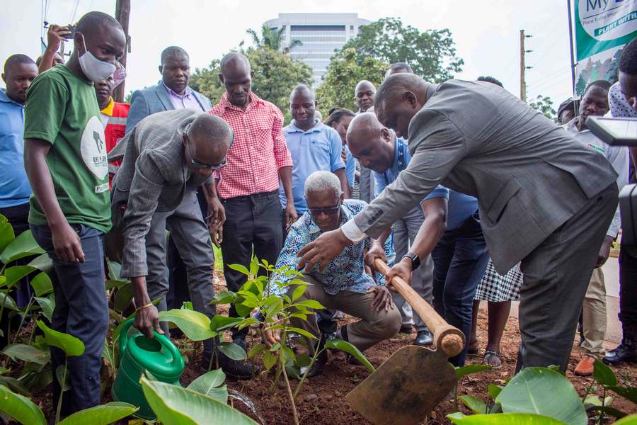 Cutting a tree in your own compound could land you in jail, says Lord Mayor Lukwago