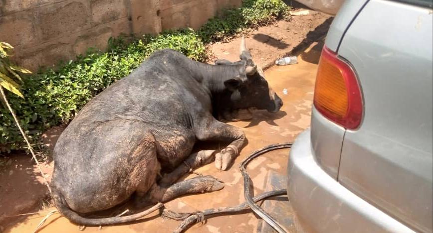 Two cows found in stolen Ipsum that was speeding on Masaka road