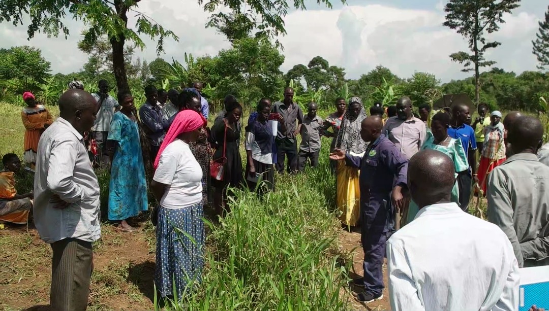 NARO rushes to Busoga to teach farmers how to spot Fall Army worm invasions