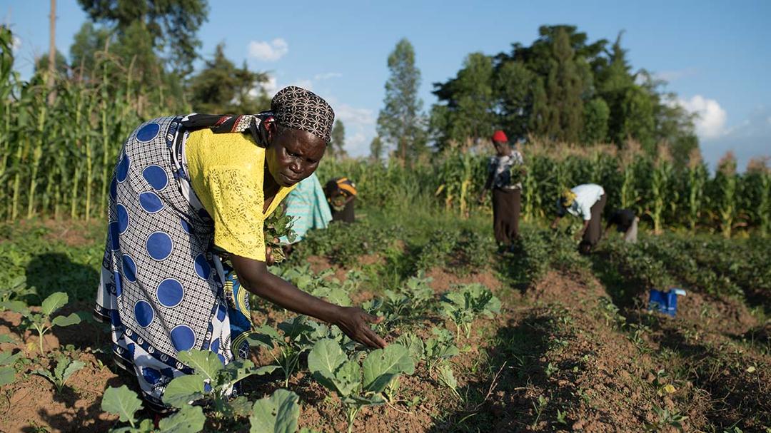 Heifer International, Mastercard partner to empower millions of smallholder farmers in Africa