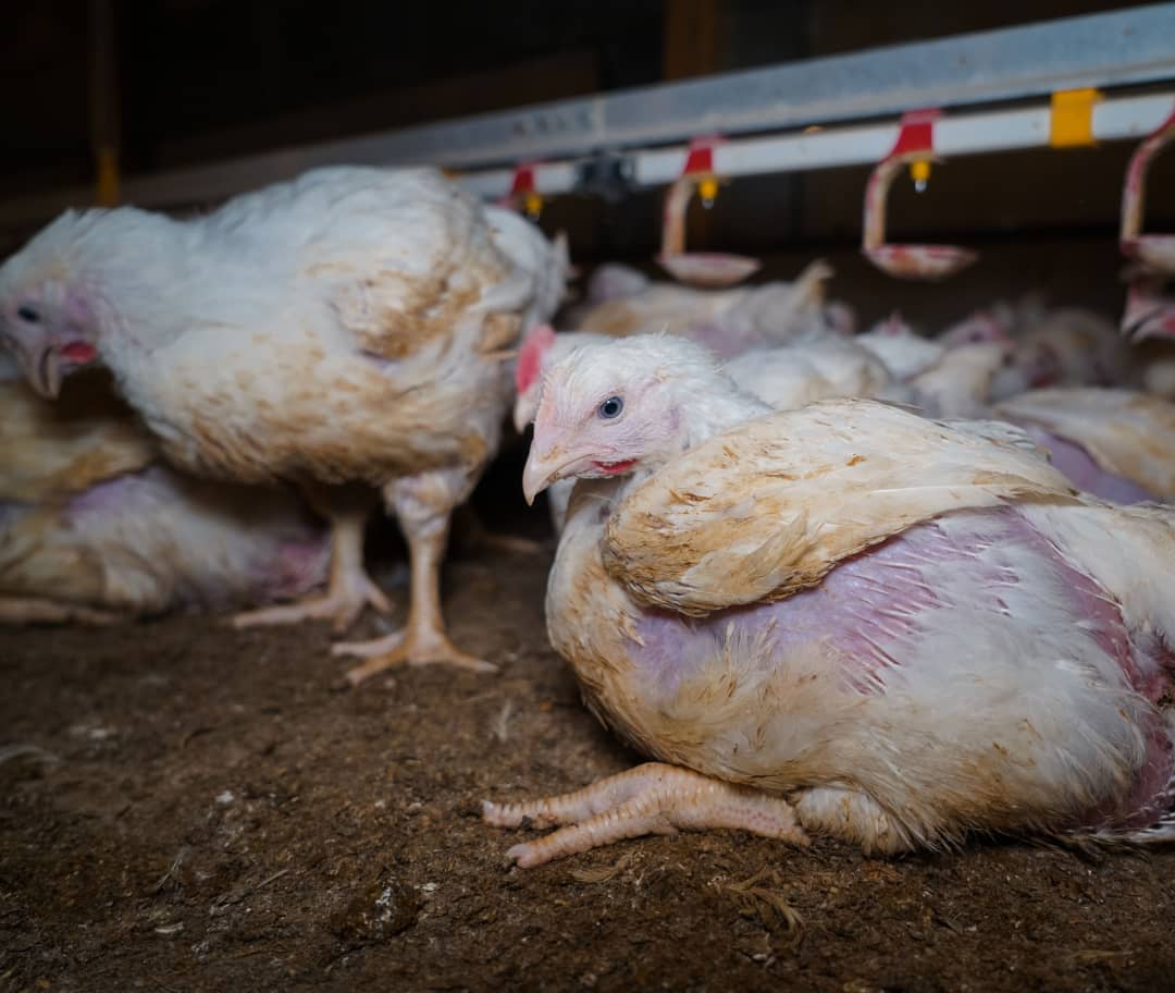 Activists call for better chicken care, stop the torture