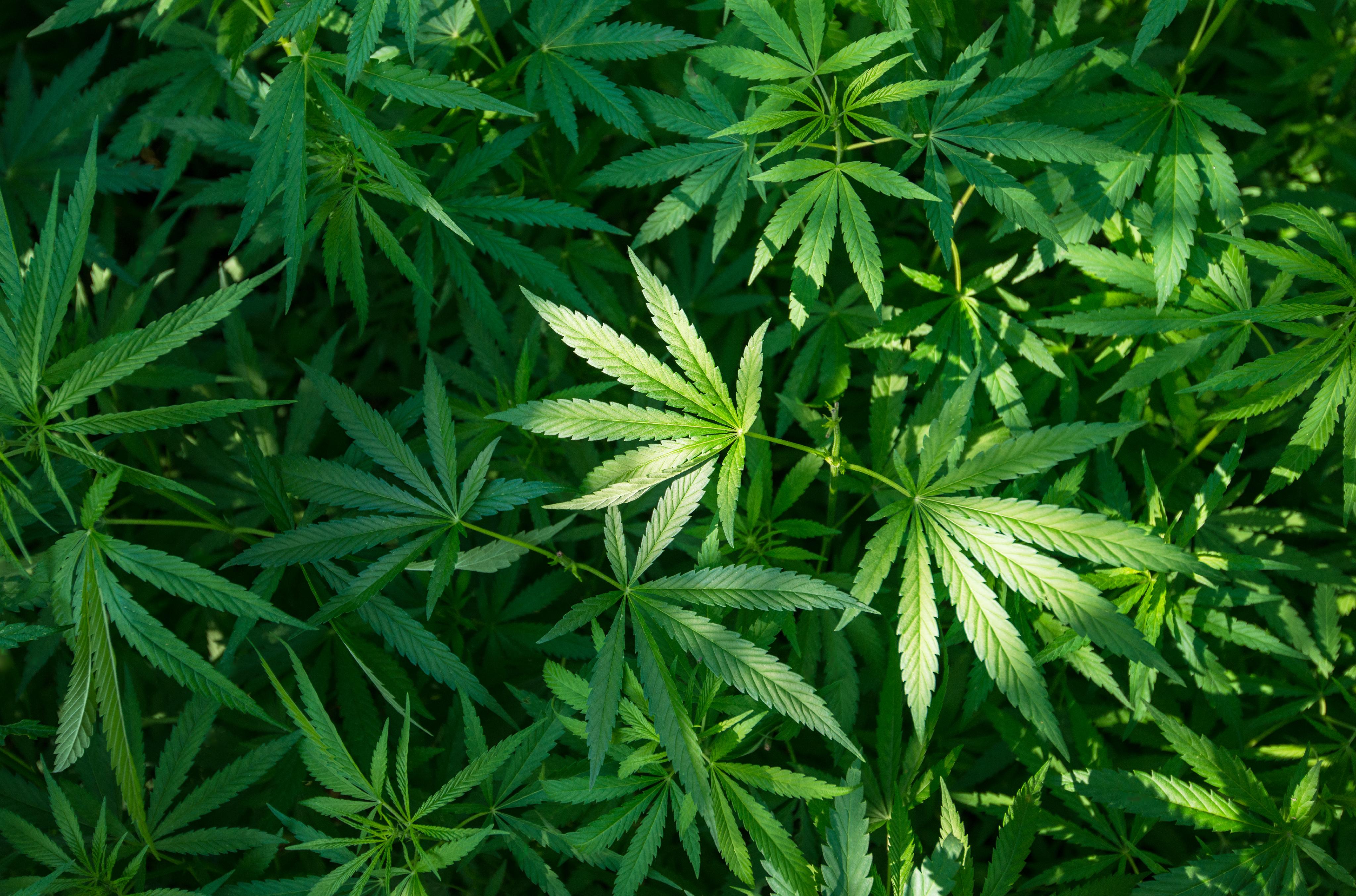 Court has not legalized marijuana, says Judiciary