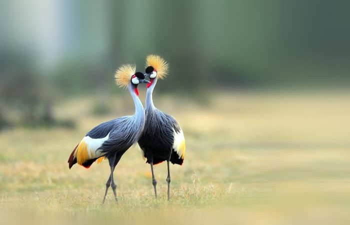Police launch manhunt for killers of Crested Cranes in Lwengo District