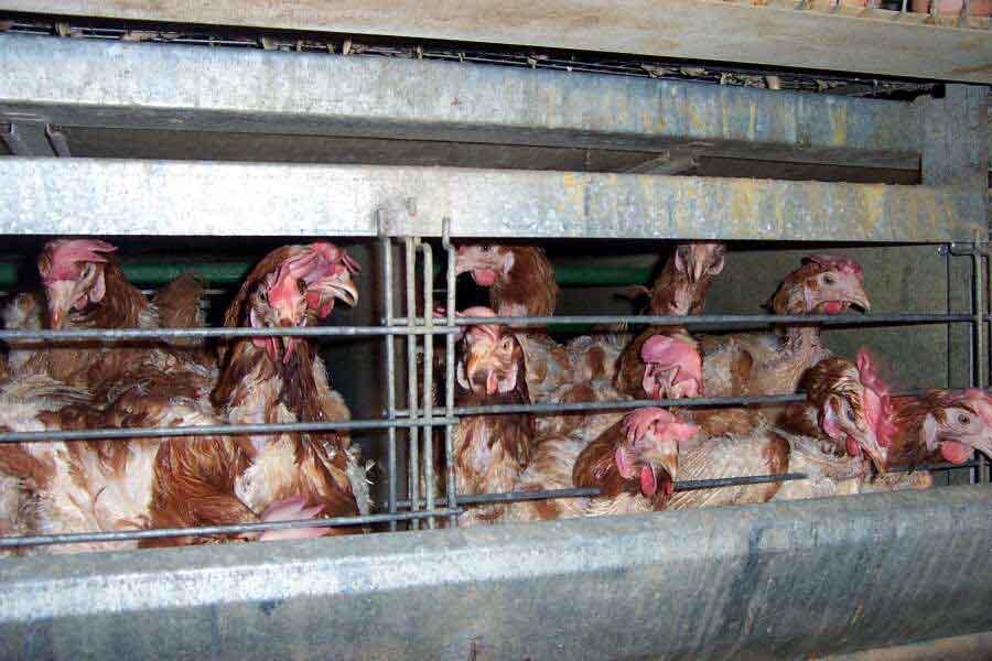 Activists call for eradication of ‘cruel’ battery cages for hens