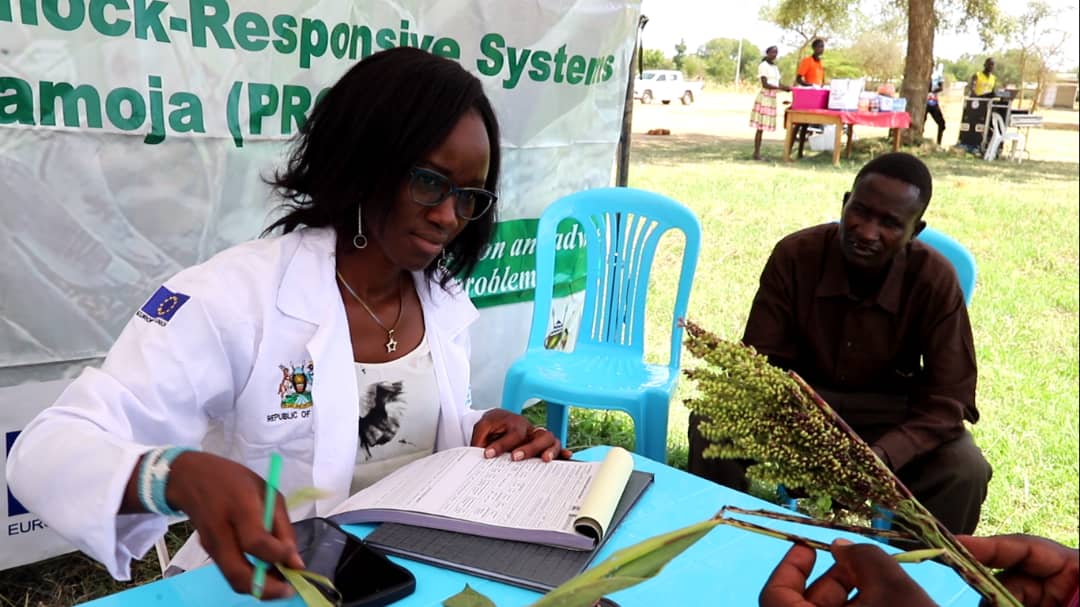 Karamoja launches plant clinics to tackle pests, diseases