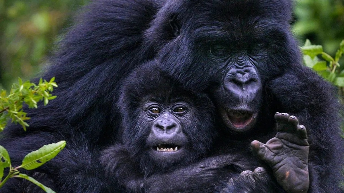 UWA suspends 11 staff over involvement in sale of fake Gorilla permits