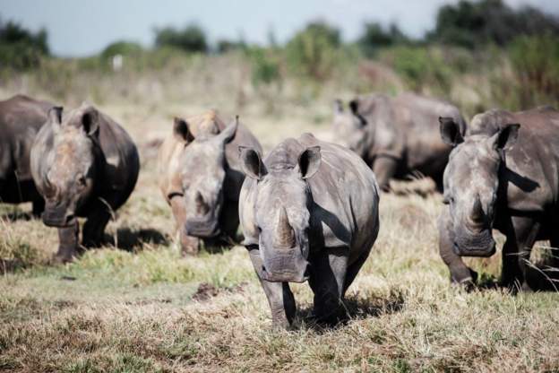 White rhino population grows for first time in 10 years