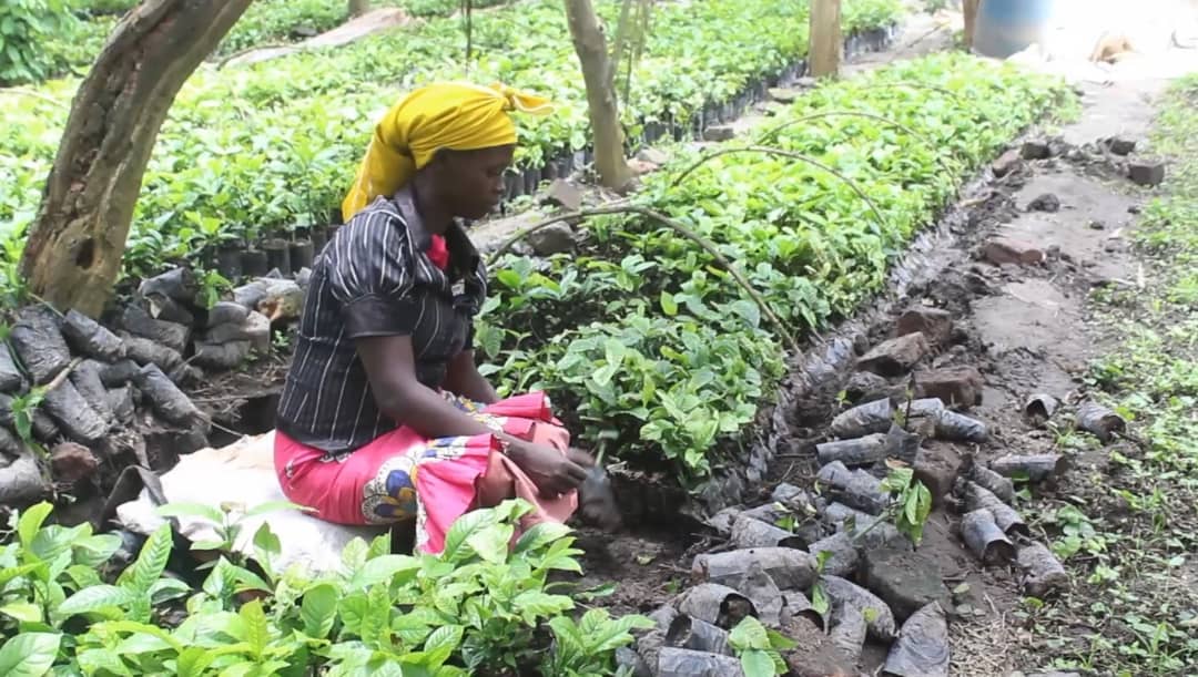 Lwengo coffee suppliers ask gov’t to clear arrears after banks seize their property
