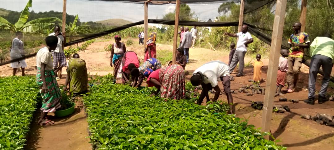 Coffee farming launched in Rukiga District