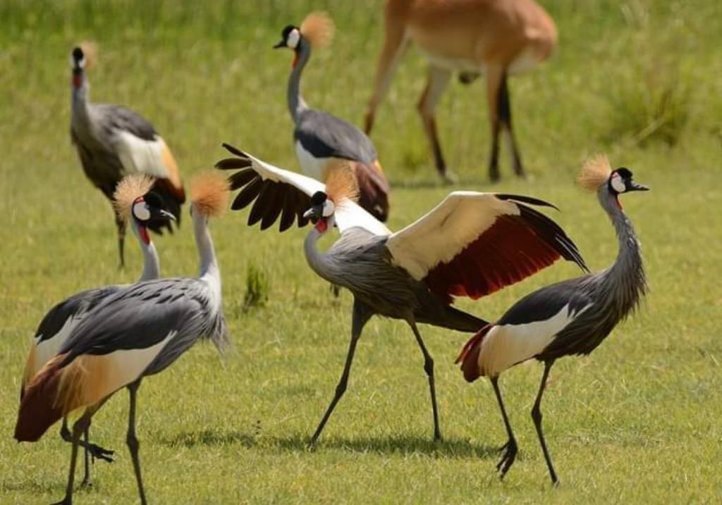 High Market demand for Uganda’s Crested Cranes in Rwanda, wetland encroachment causing their extinction- experts warn