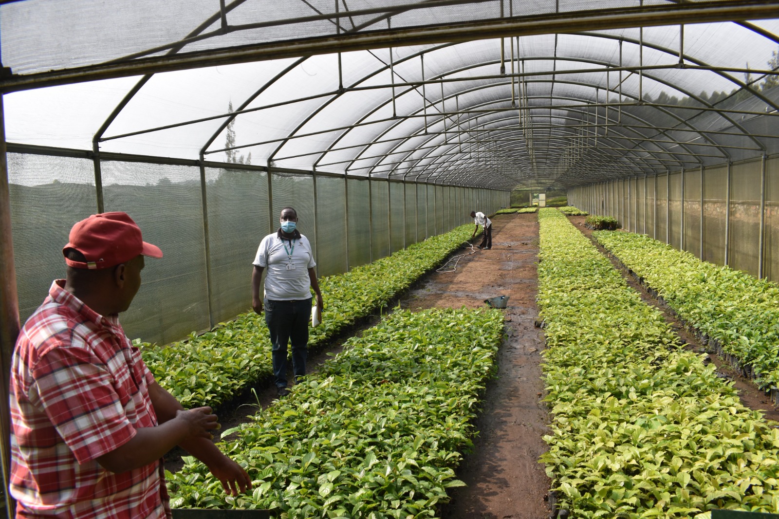 Coffee nursery operators in Lwengo face property seizures over unpaid government debt