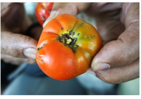 Reseachers warn public over new tomato pest infection