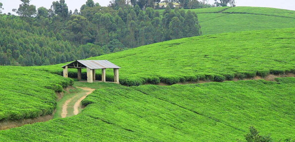 Uganda's tea growers seek alternatives as international prices plunge