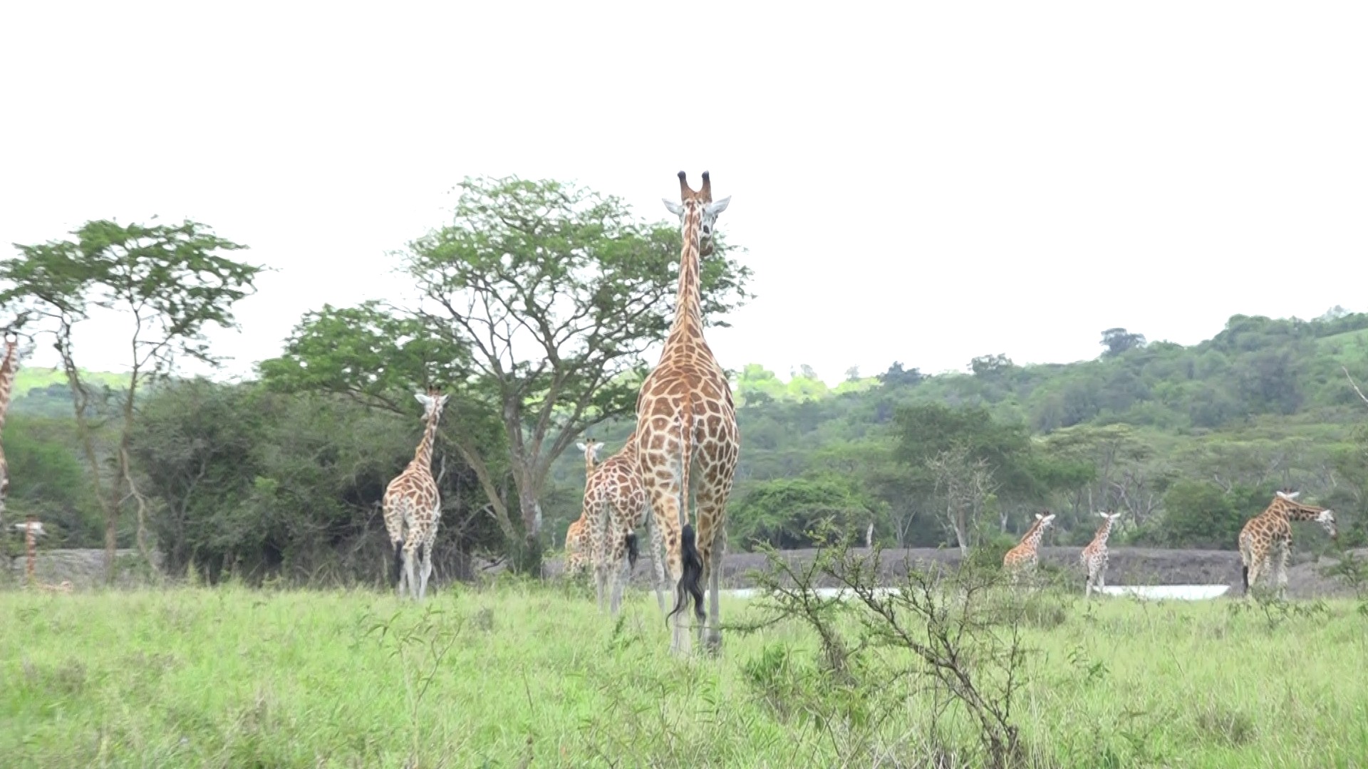 What you didn’t know about the world’s tallest mammal