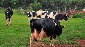 Concern as Foot and Mouth Disease spreads to Lyantonde