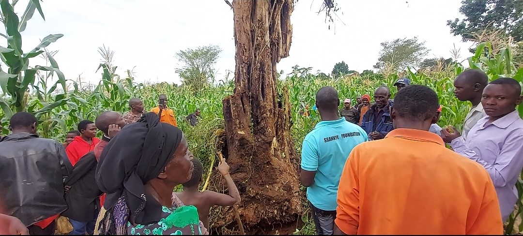 Dry tree rises up after being "dead" for seven years