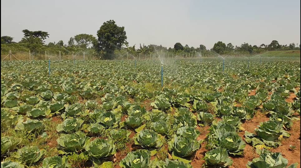 Small scale irrigation is a game changer in poverty alleviation, Namayingo, Amuria leaders say