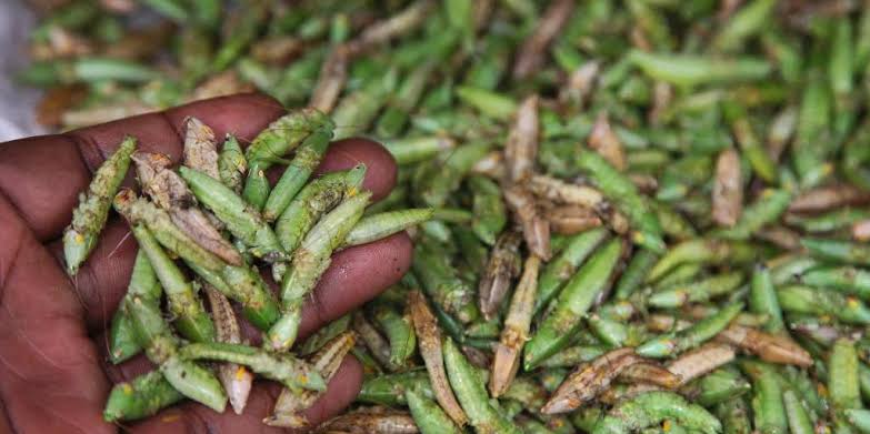 Crisis Grips Masaka Grasshopper Harvesters as delayed season sparks economic woes