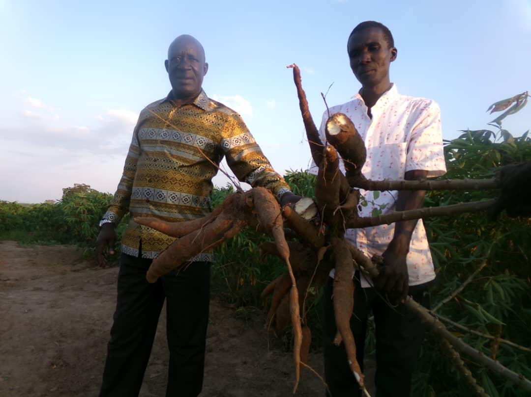Revolutionizing Teso's cassava landscape